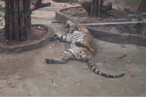 サイゴン動物公園トラの昼寝