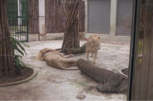 サイゴン動物公園 ライオン