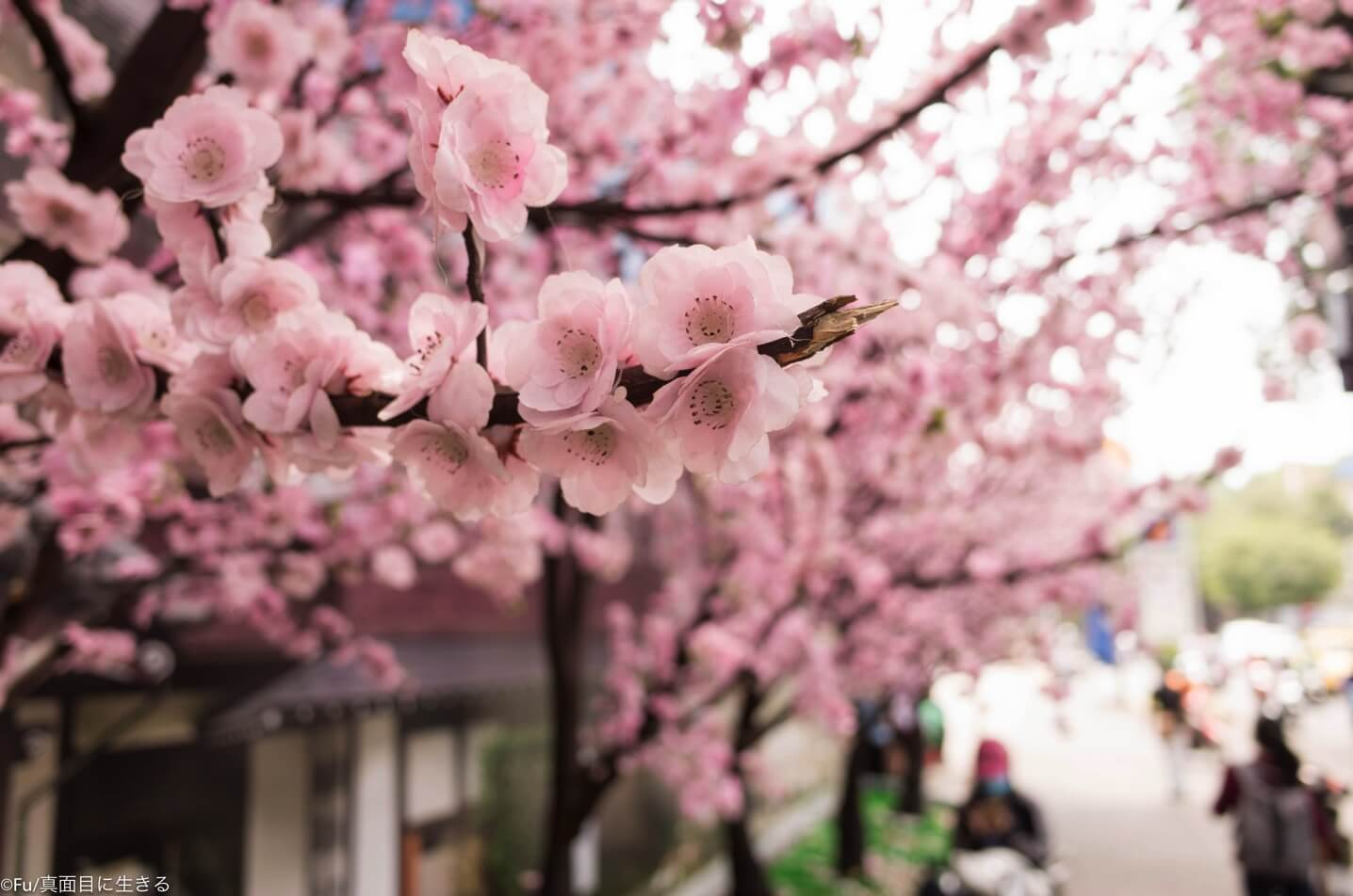 桜模造品