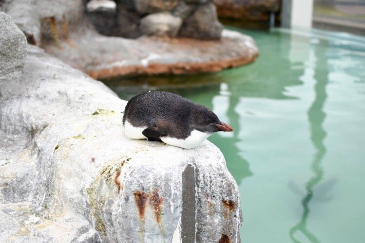 寝るペンギン