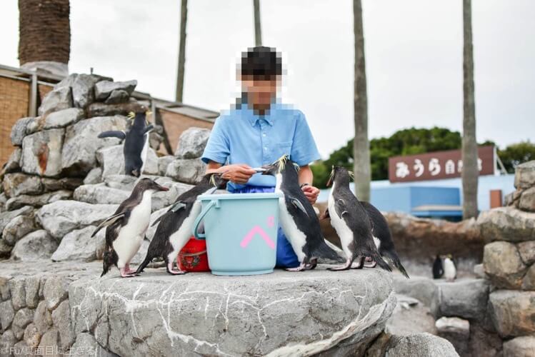 ペンギンの餌やり