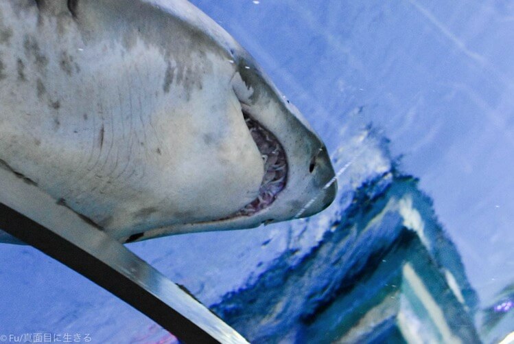 サメ歯