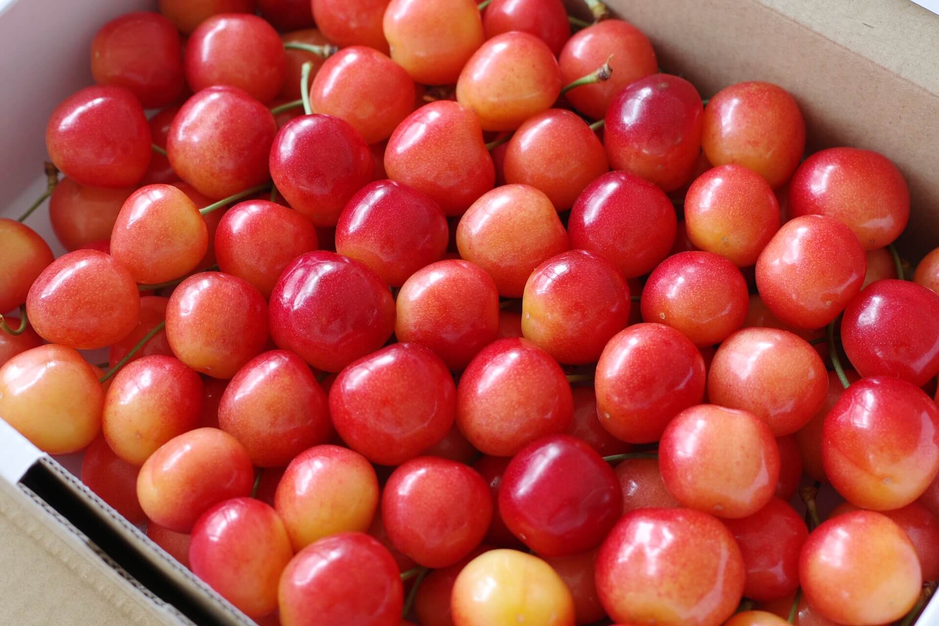 6月が旬の食材 果物 フルーツ編 初夏の果物がやってきた さくらんぼやマンゴーの美味しい季節 Fu 真面目に生きる ふまじめにいきる