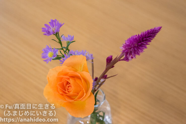 ハロウィンシーズンの花